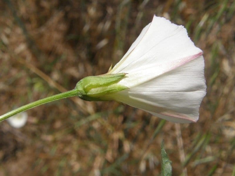 Calystegia macrostegia 2