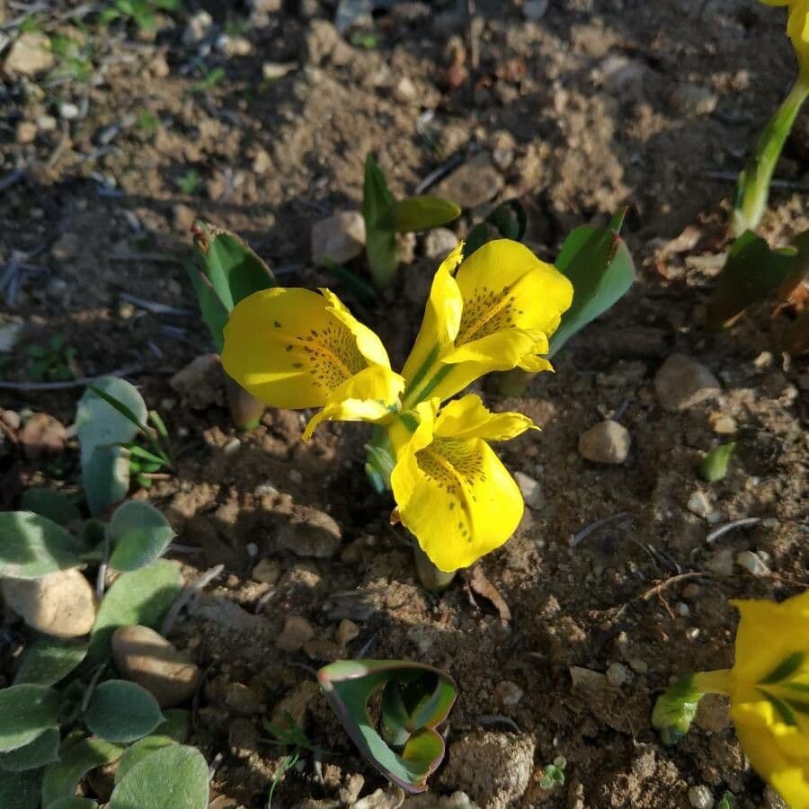 Giaggiolo 3
