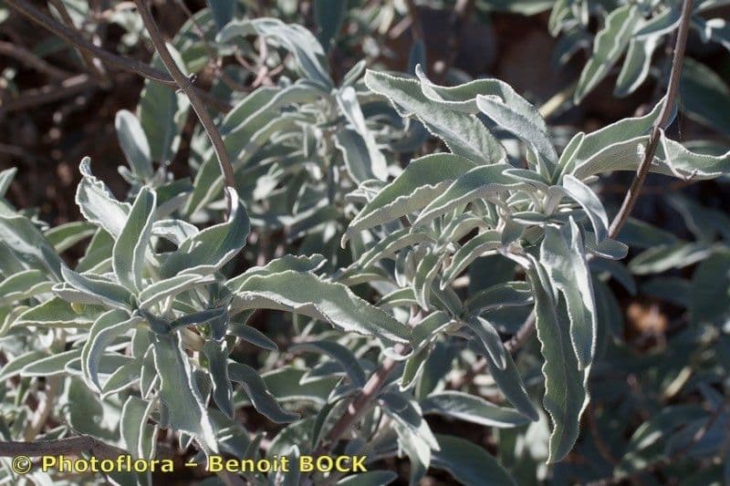 Salvia 15
