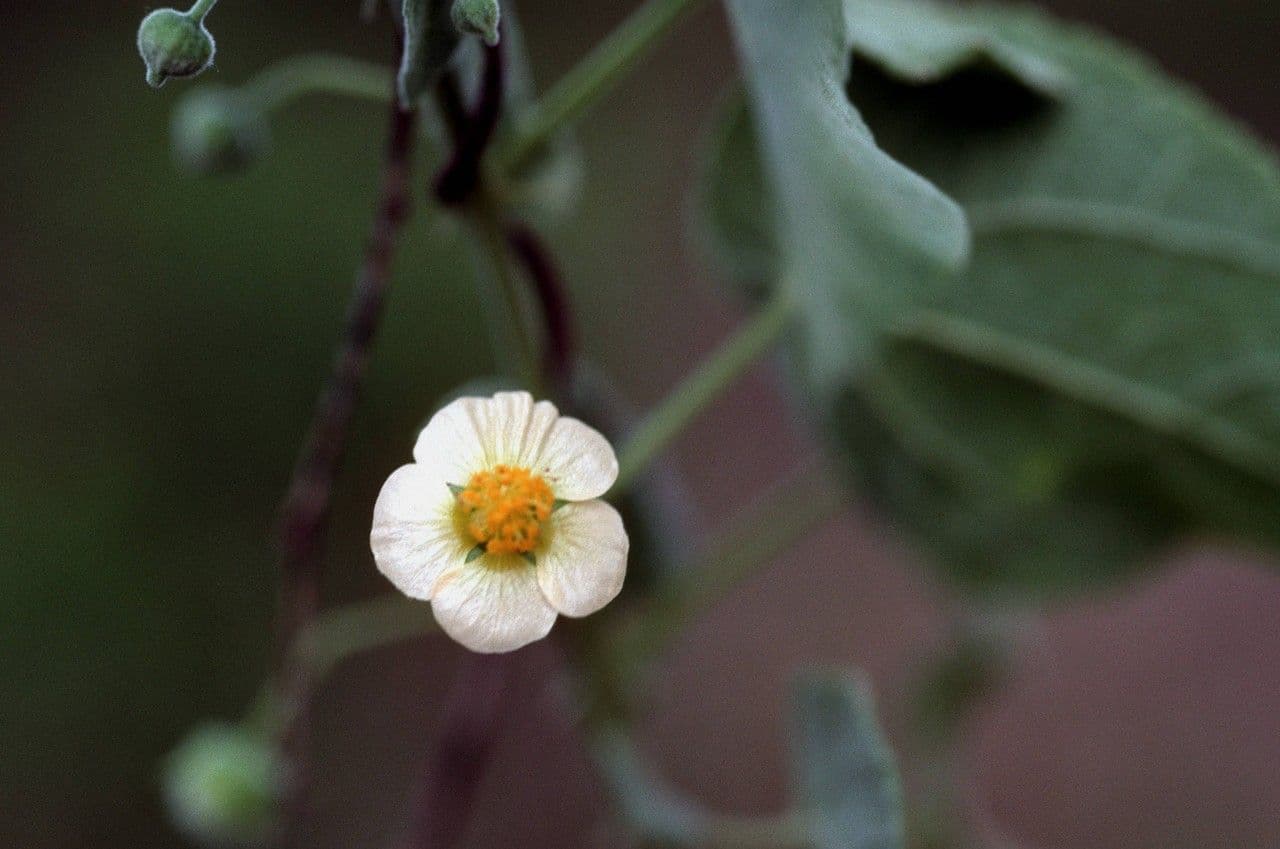 Herissantia Crispa 6