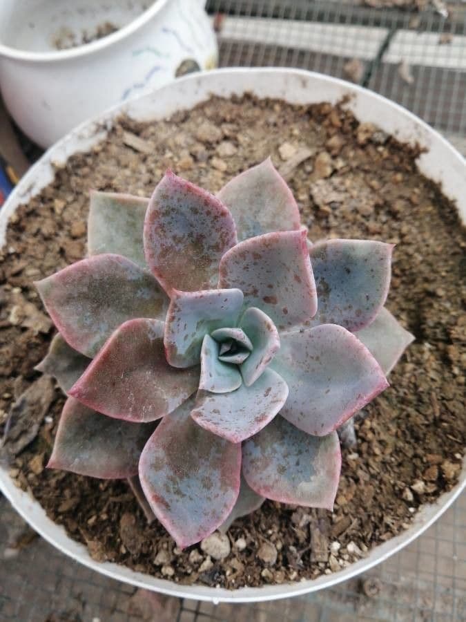 Echeveria cante