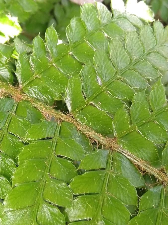 Polystichum polyblepharum 20