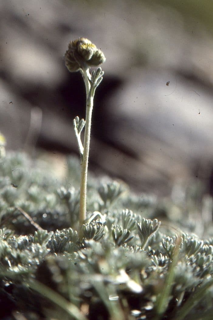 Artemisia glaciale 7
