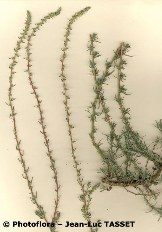 Bassia prostrata 11