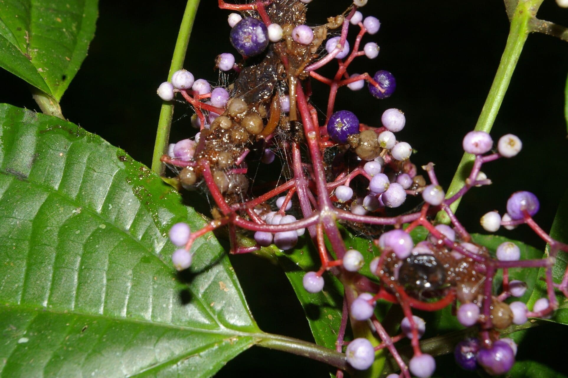 Miconia 8