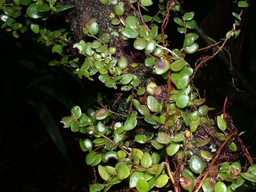 Sphyrospermum 9