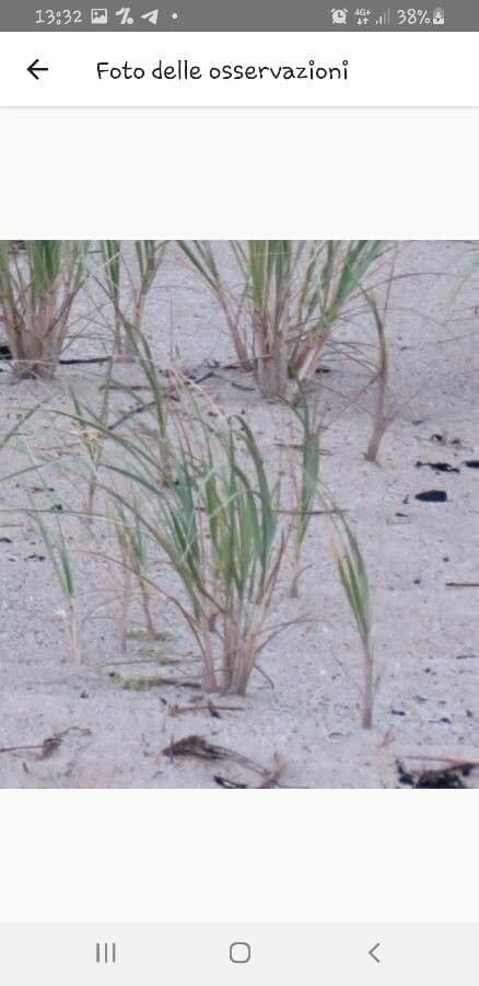 American beach grass 16
