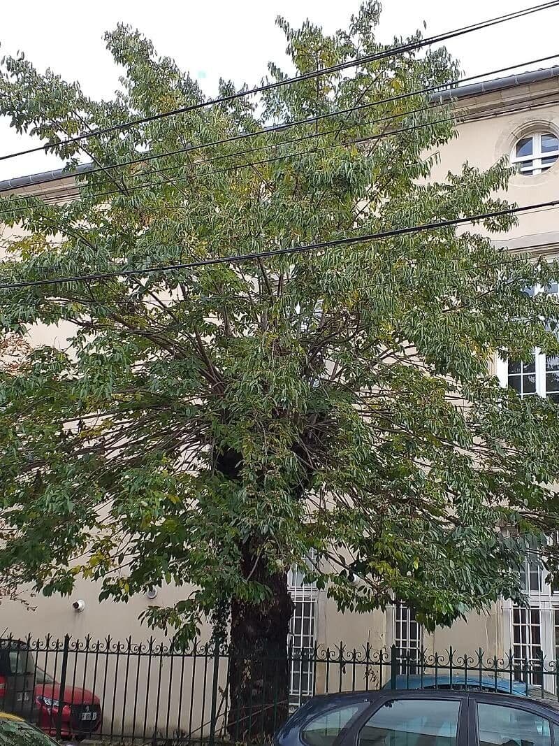 Diospyros 30