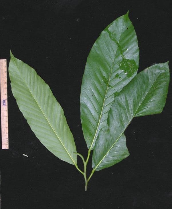 Dipterocarpus 6