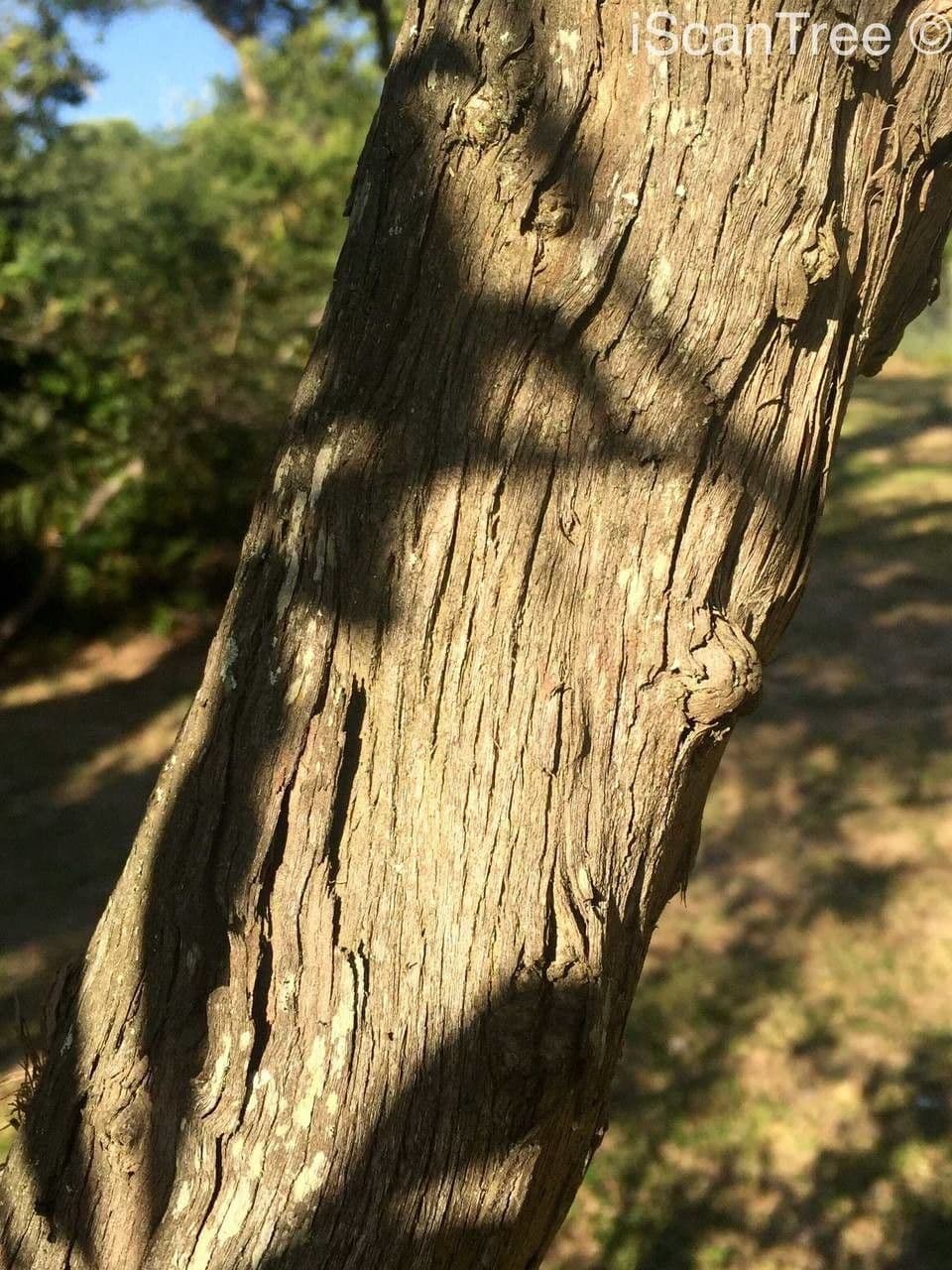 Pavetta 19