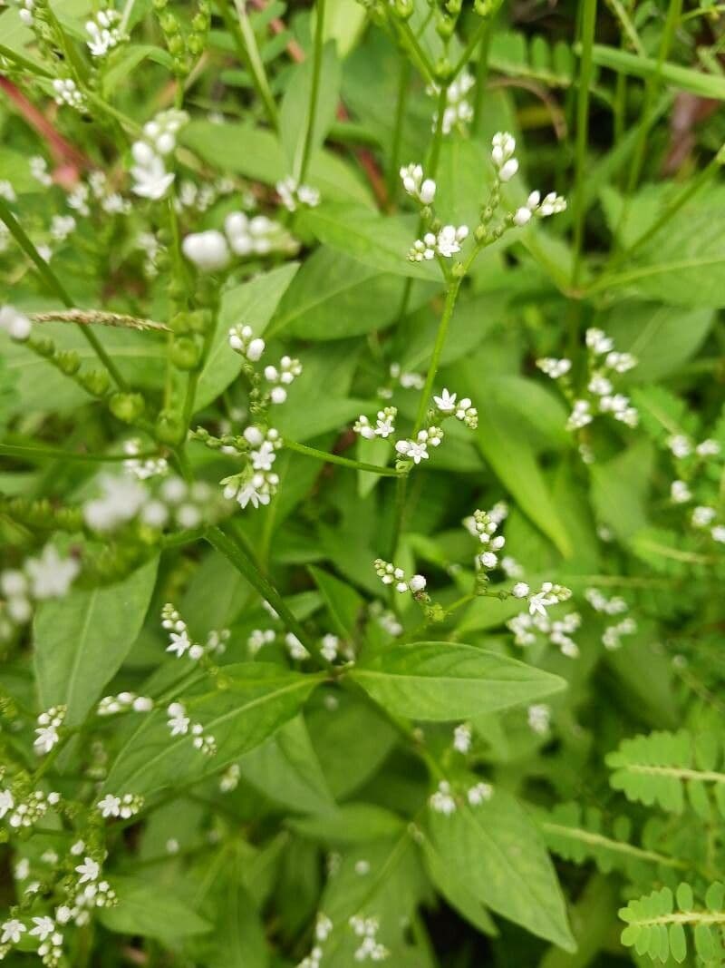 Criptotaenia canadensis 8