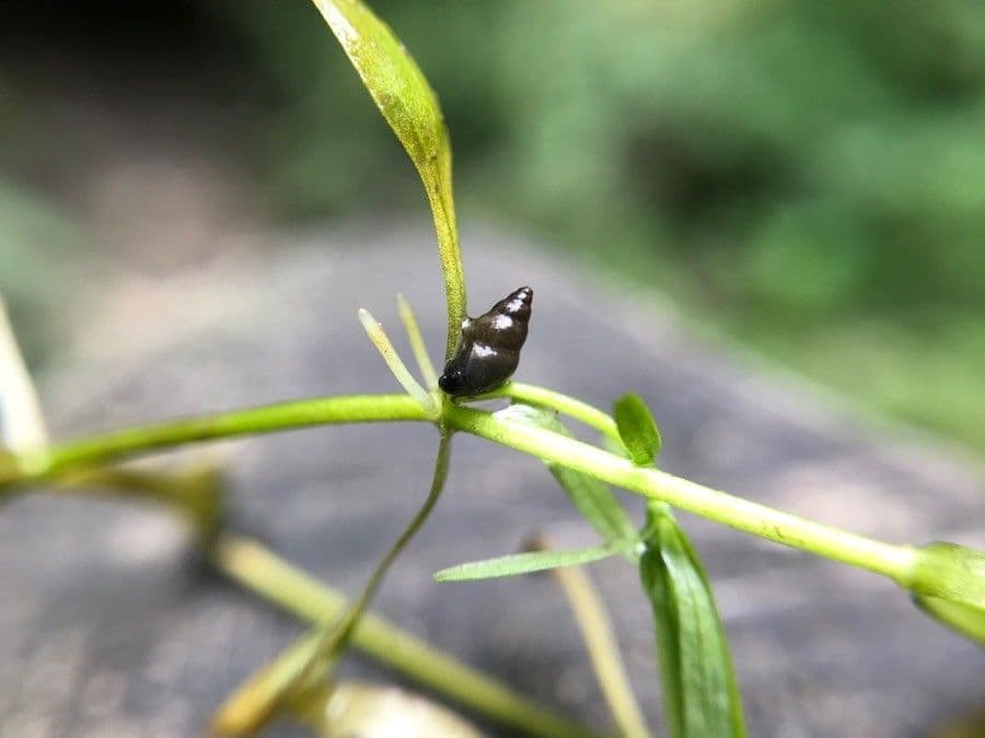 Callitriche brutia 19