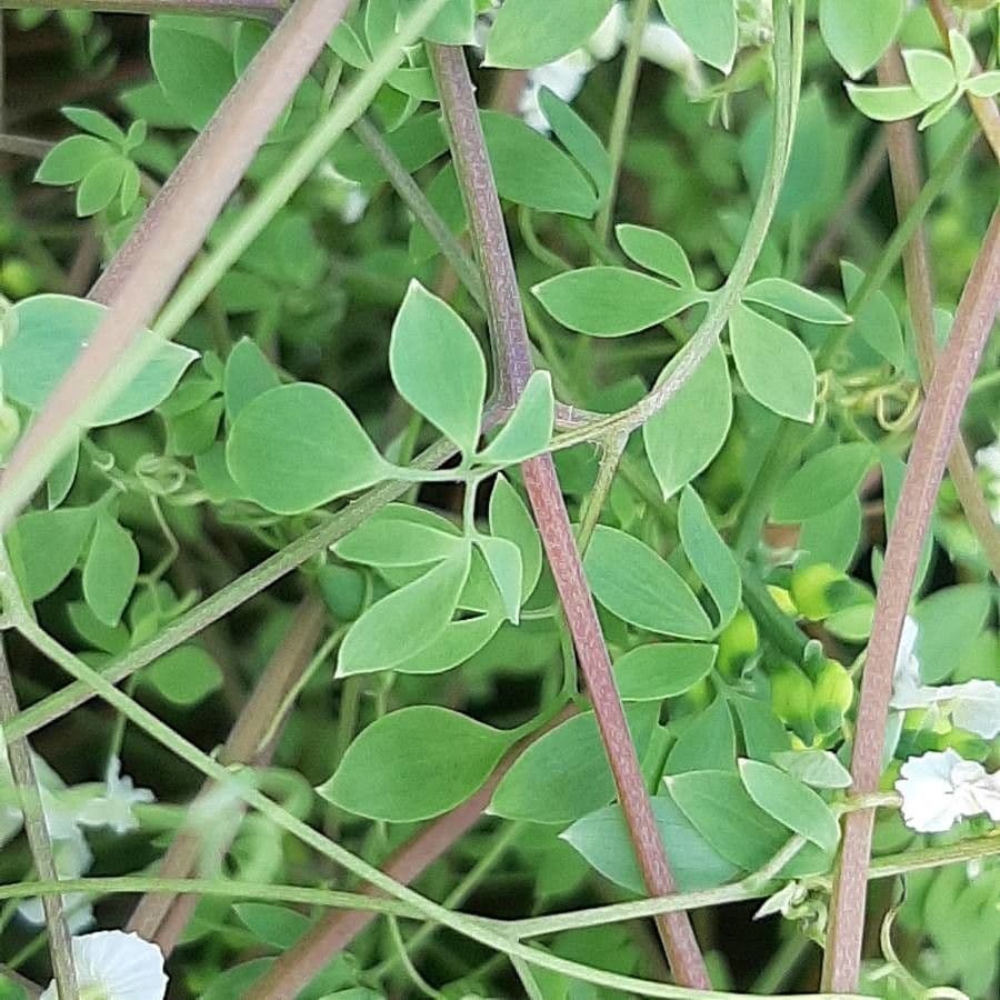 Corydalis claviculata 14