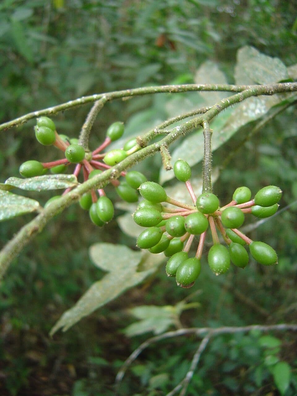 Guatteria 2
