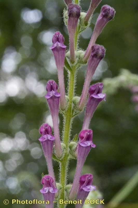 Tarczyca Columny 25