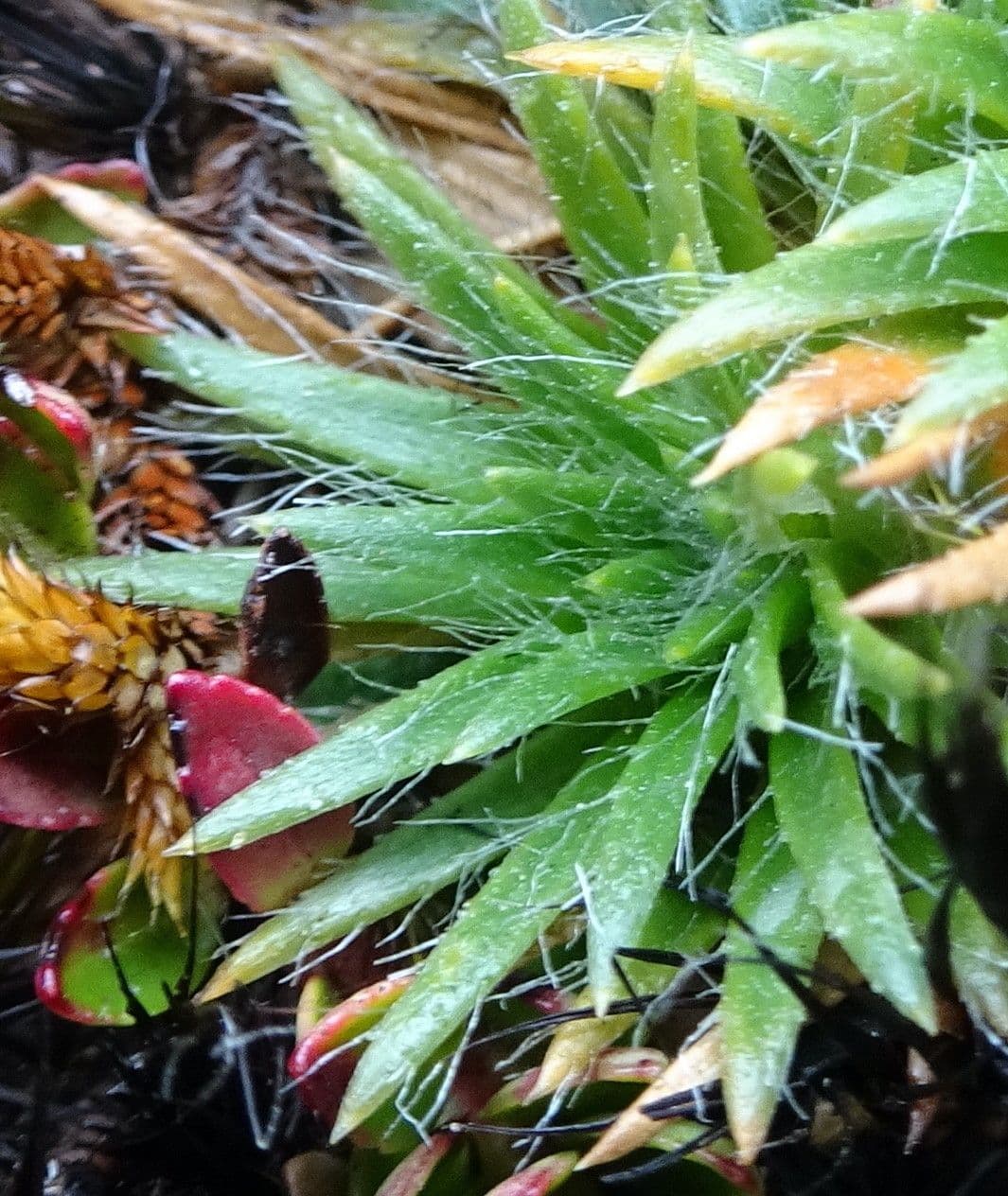 Paepalanthus 11