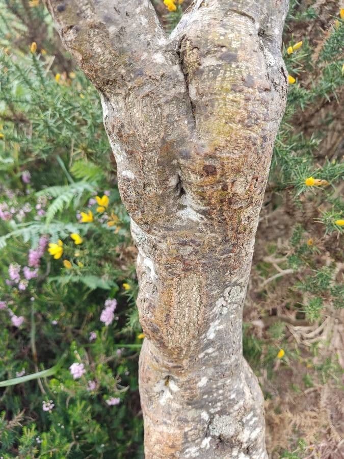 Ginestra 23