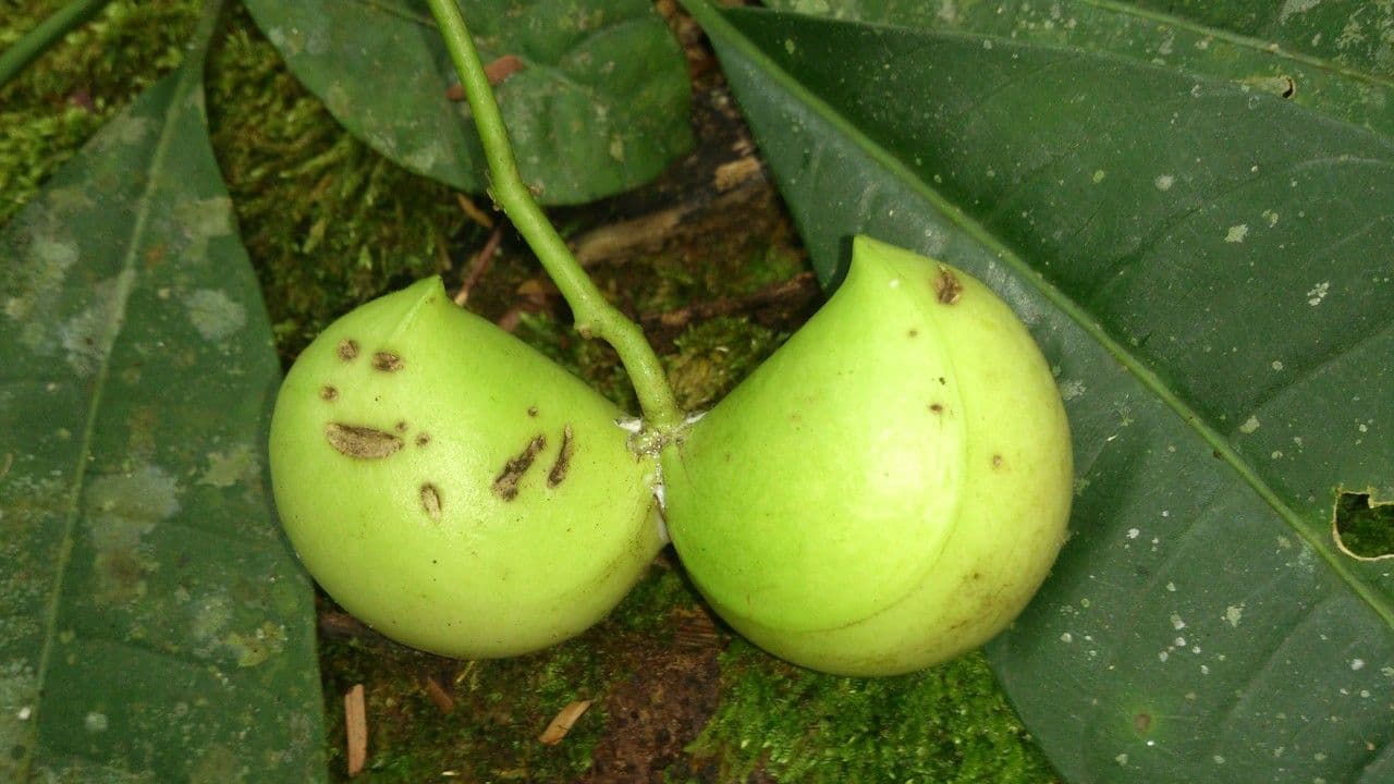 Mandelblättrige Tabernaemontana 2