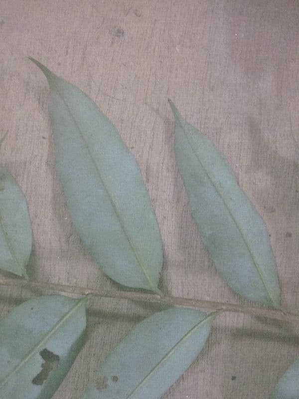 Xylopia nitida