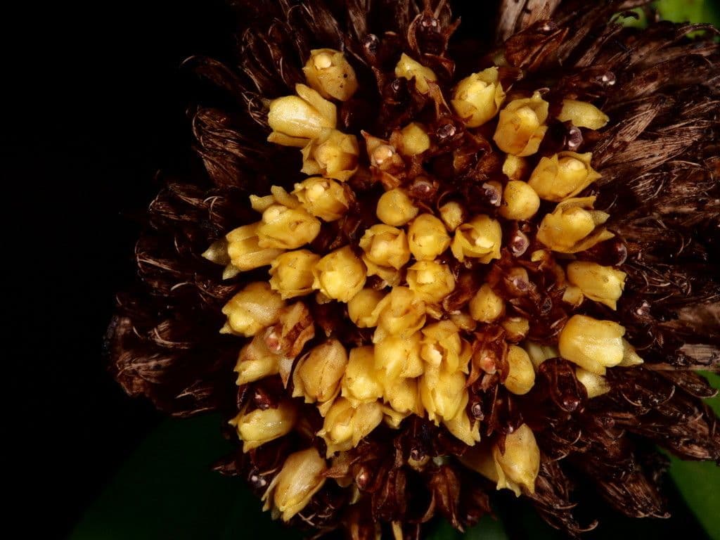 Orchidea 2