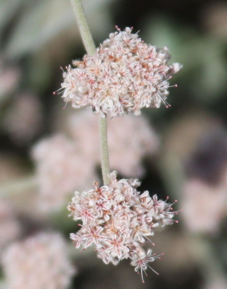 Eriogonum 4