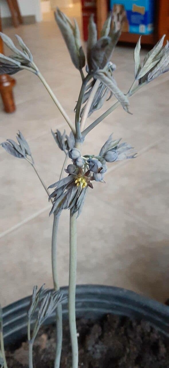 Caulophyllum 16
