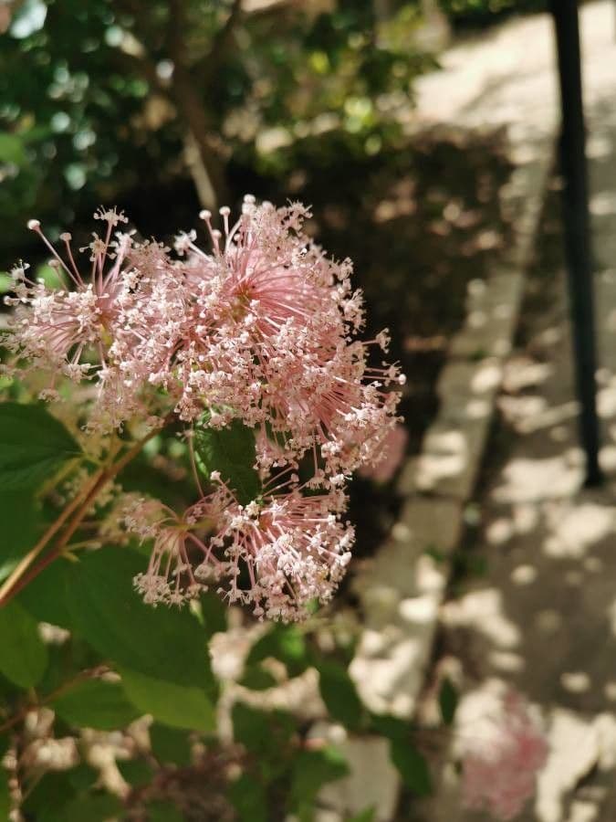 Ceanothus americký 10