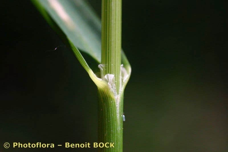 Glyceria striata 19
