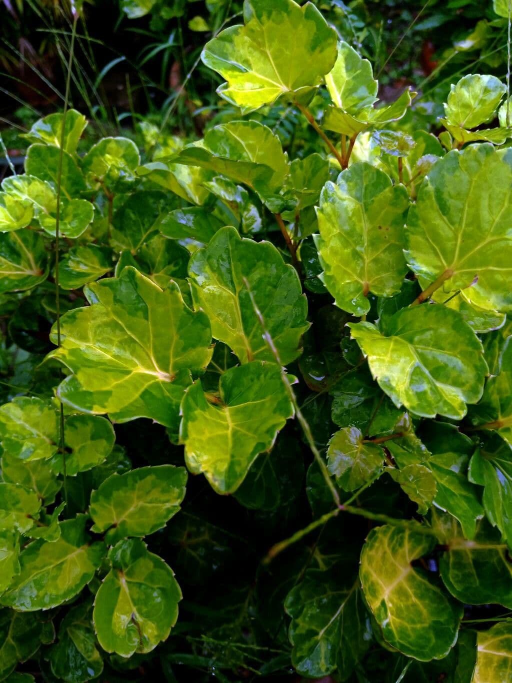 Polyscias balfouriana 3