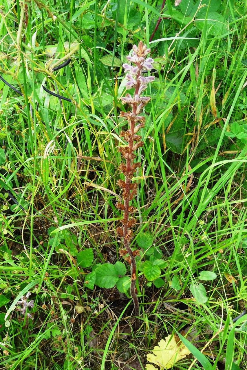 Orobanche amethystea 24