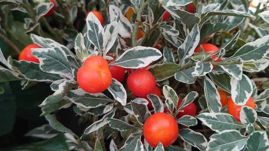 Winterkirsche 28