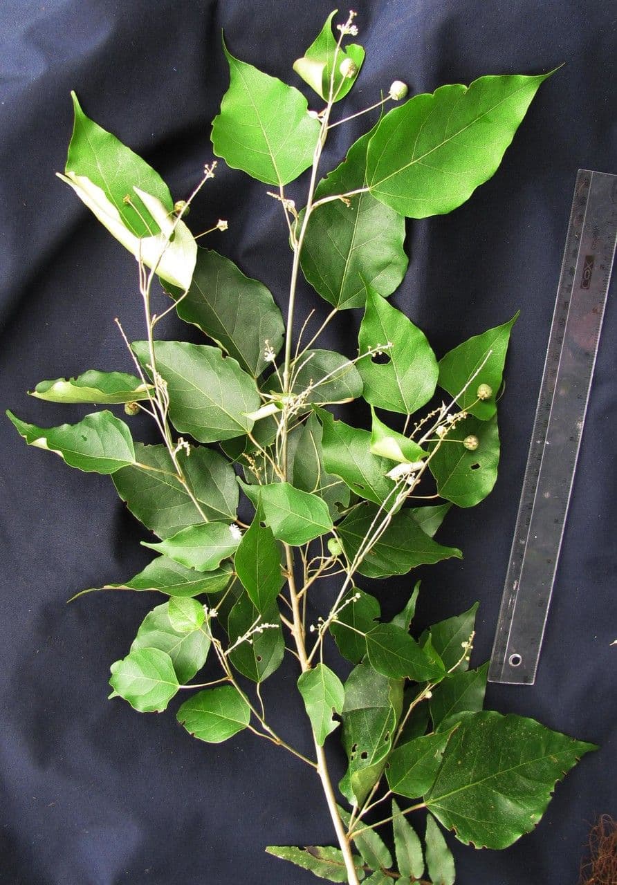 Croton niveo 13