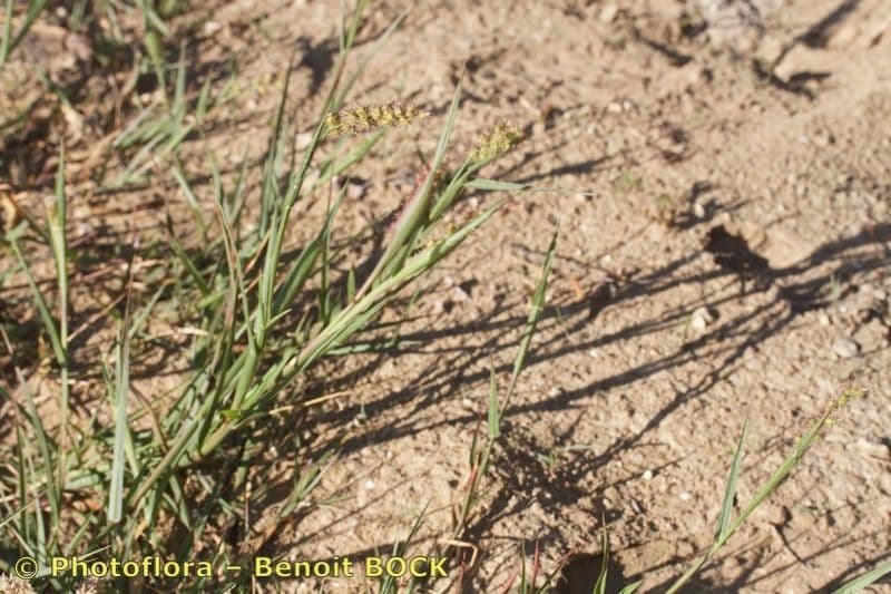 Cenchrus longispinus 11