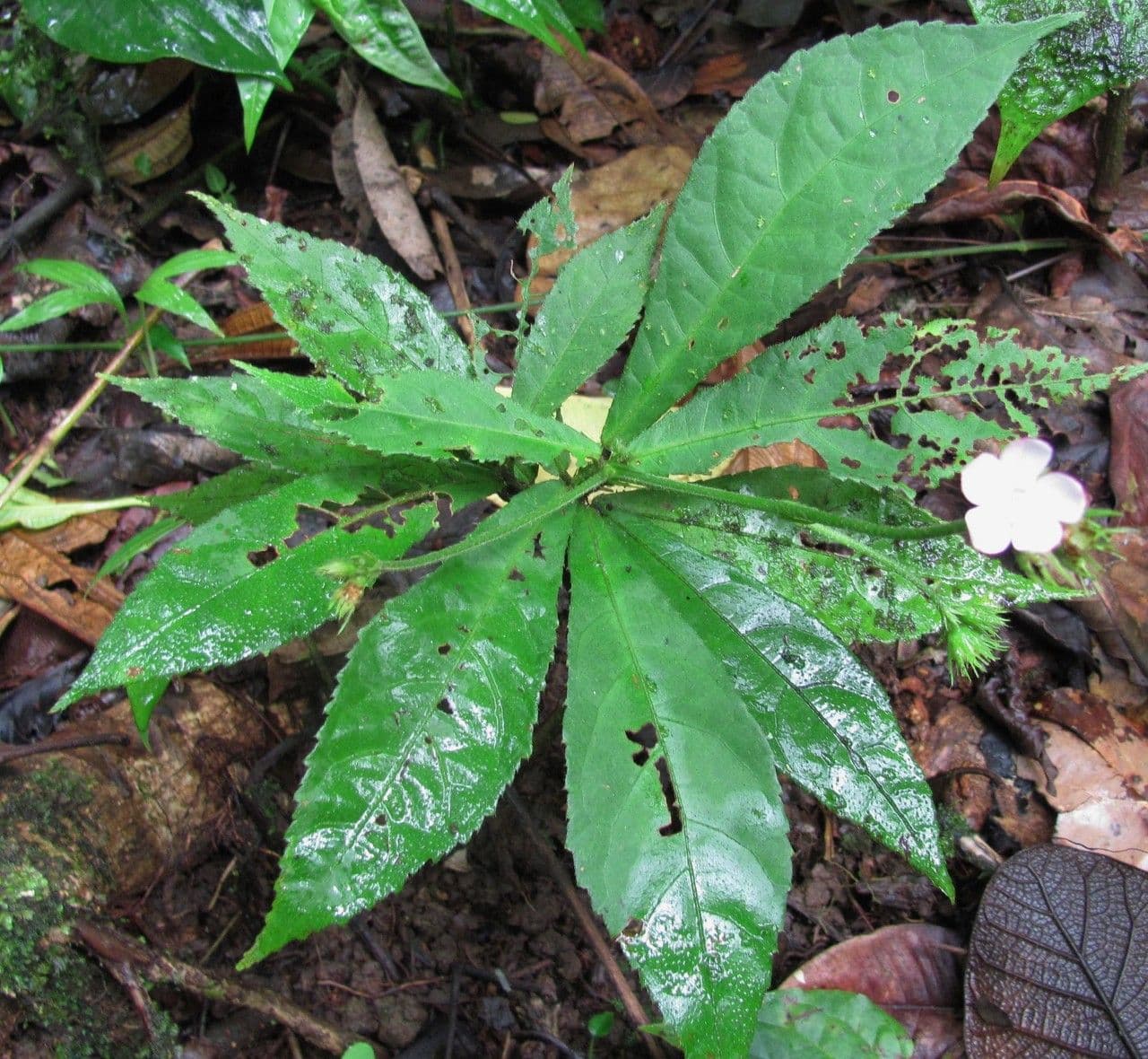 Pavonia 11