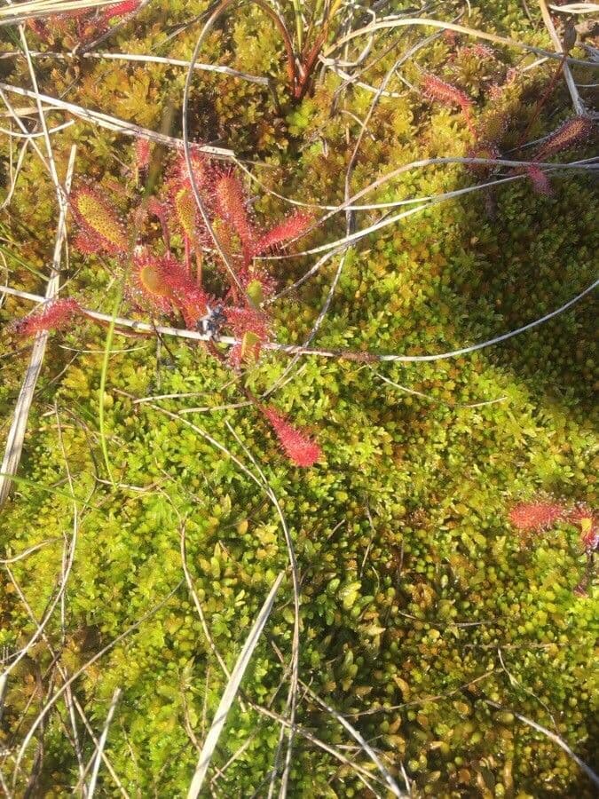 Drosera anglica 13