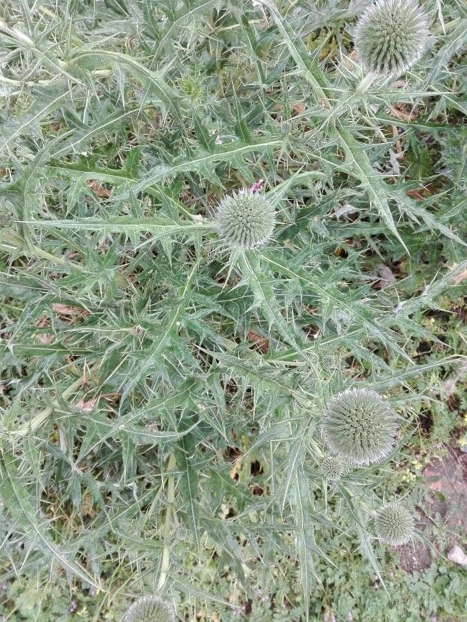 Echinops spinosissimus