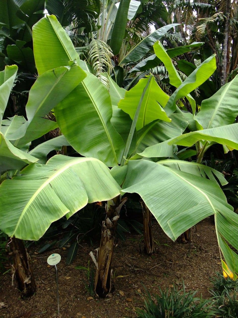 Bananovník“, “ 13