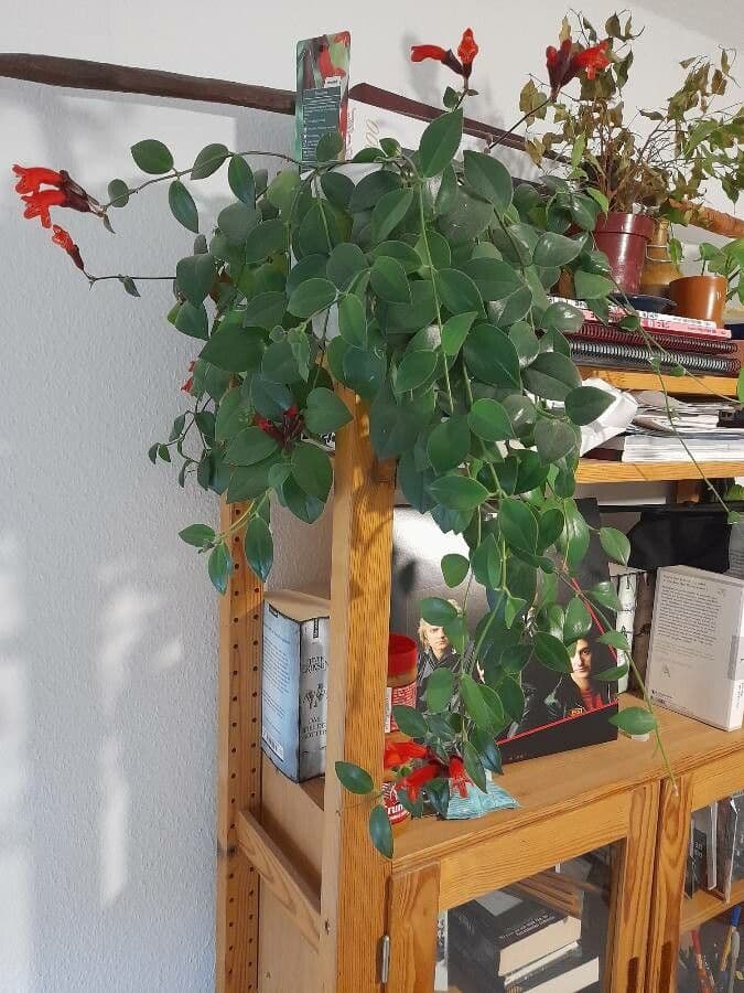 Pianta rossetto 14