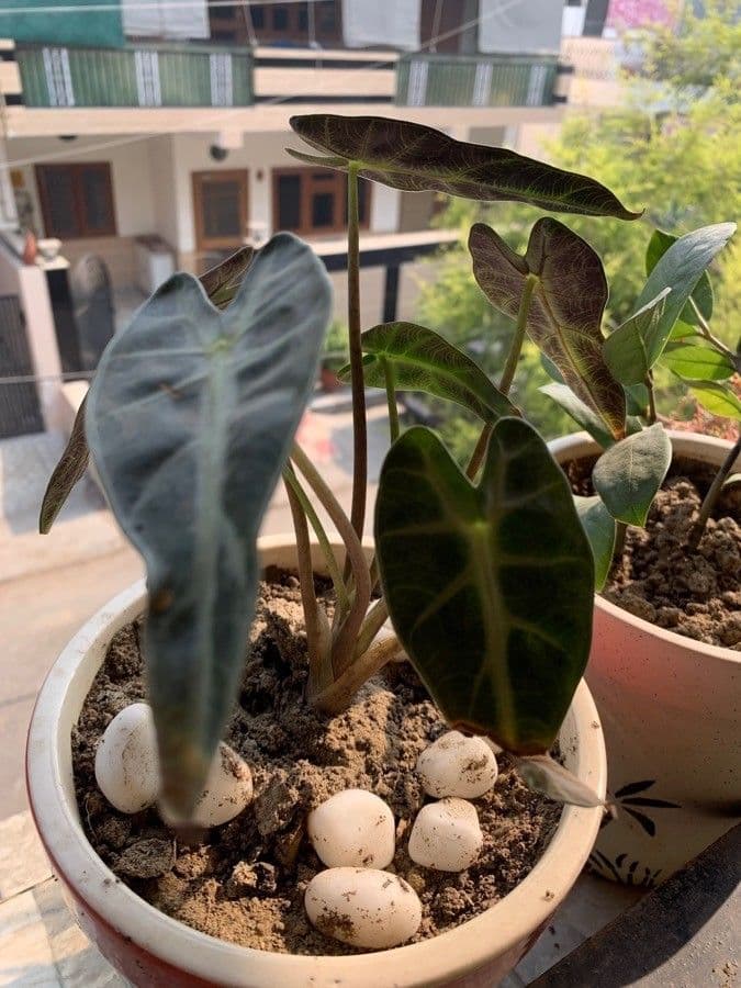 Alocasia 8
