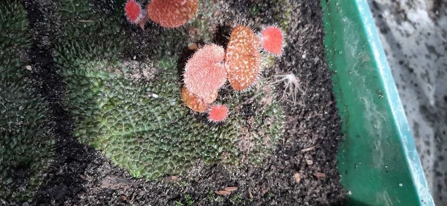 Caiophora