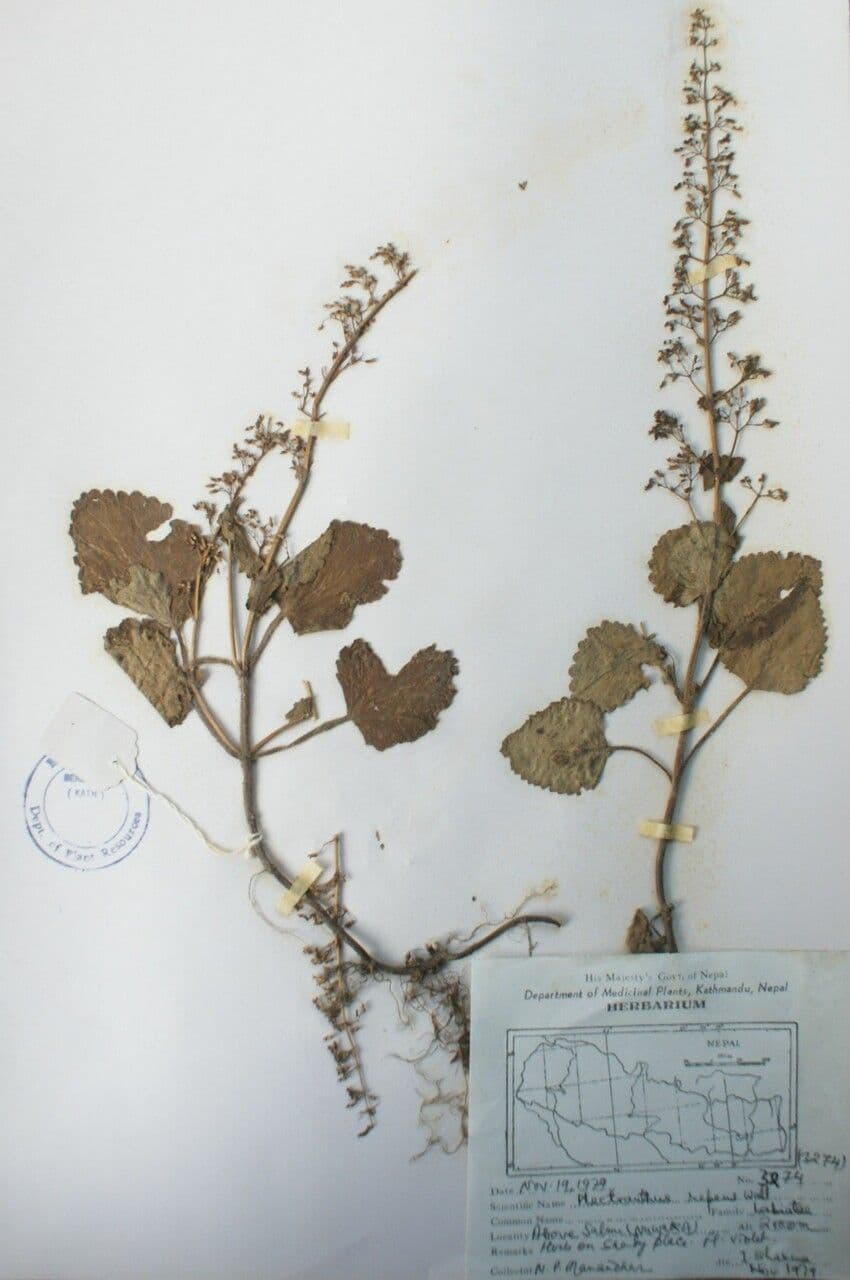 Isodon 6
