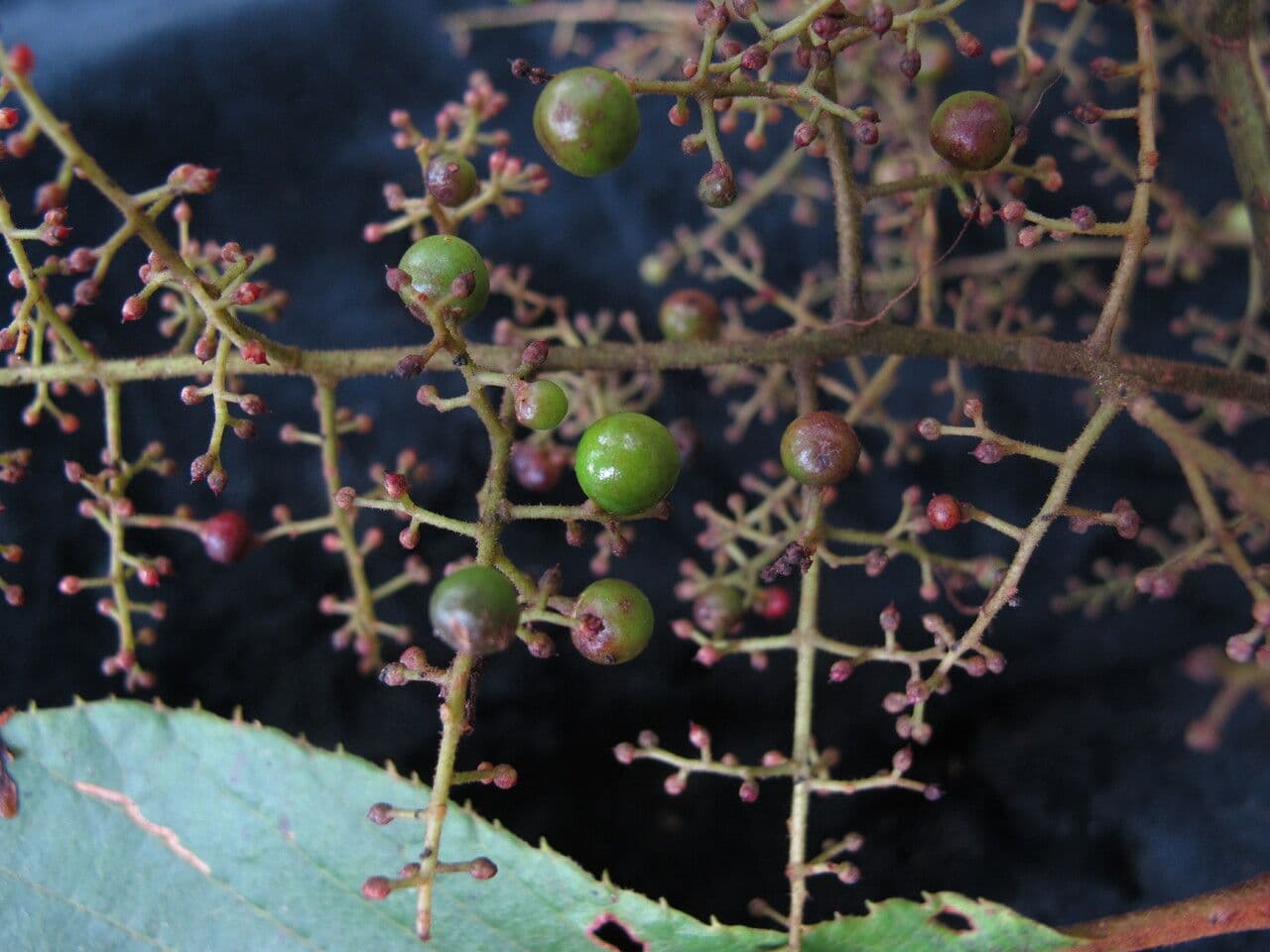Meliosma 4