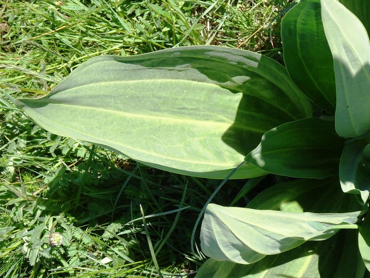 Genziana maggiore 20