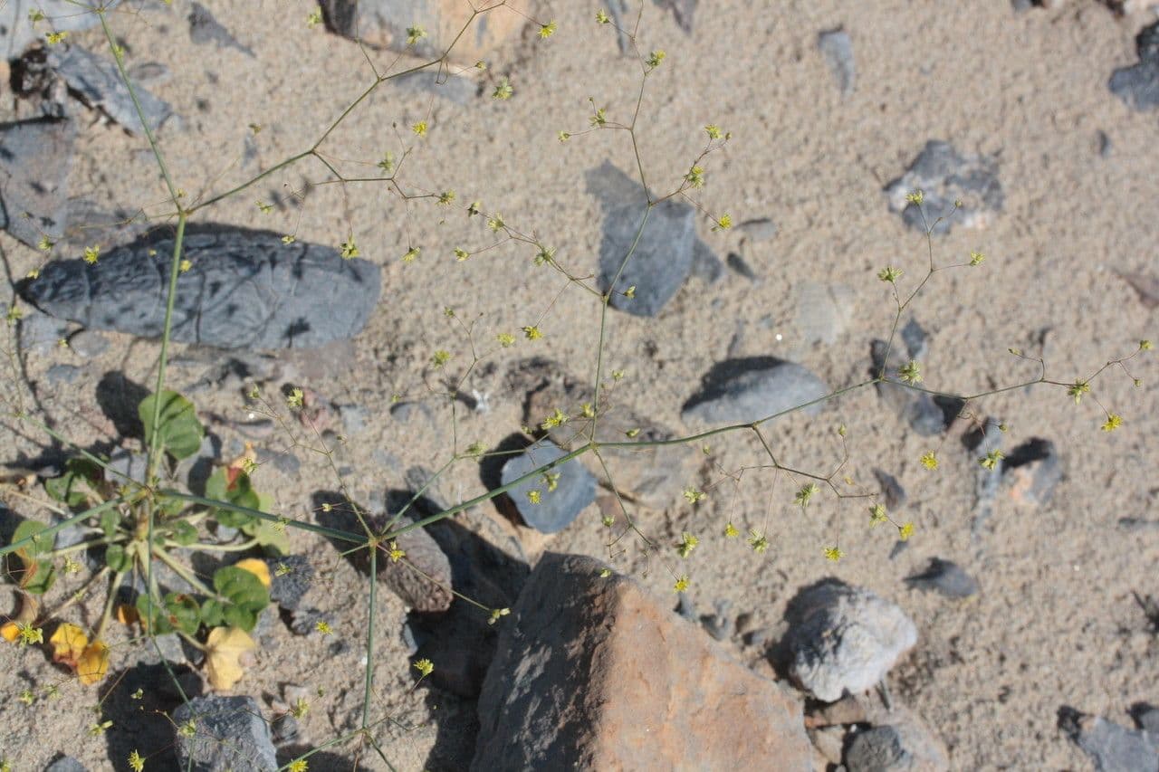 Piccola trombetta del deserto 7