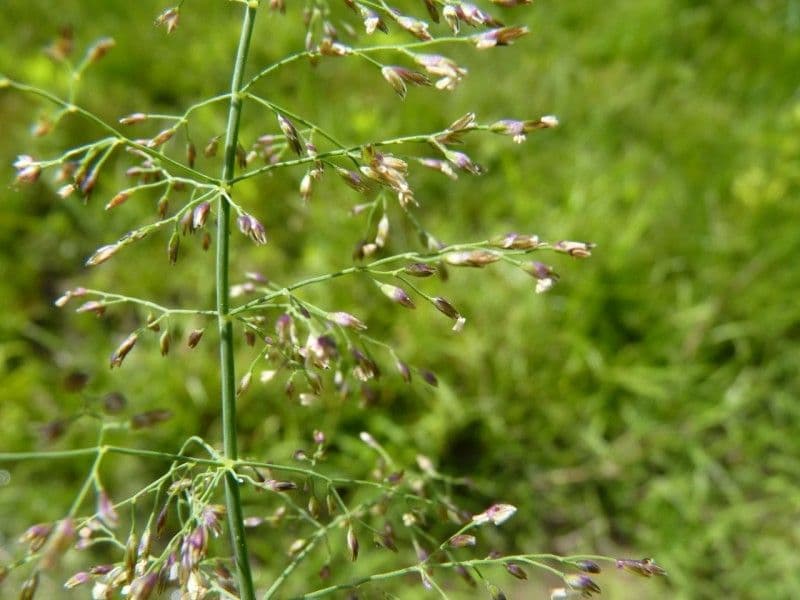 Quellgras 15