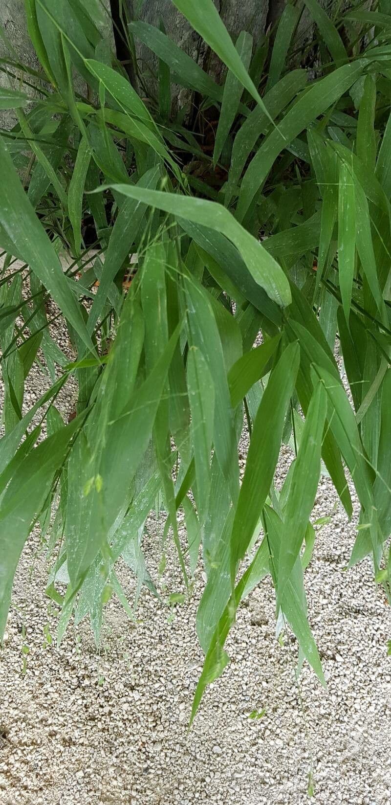 Chasmanthium latifolium 17