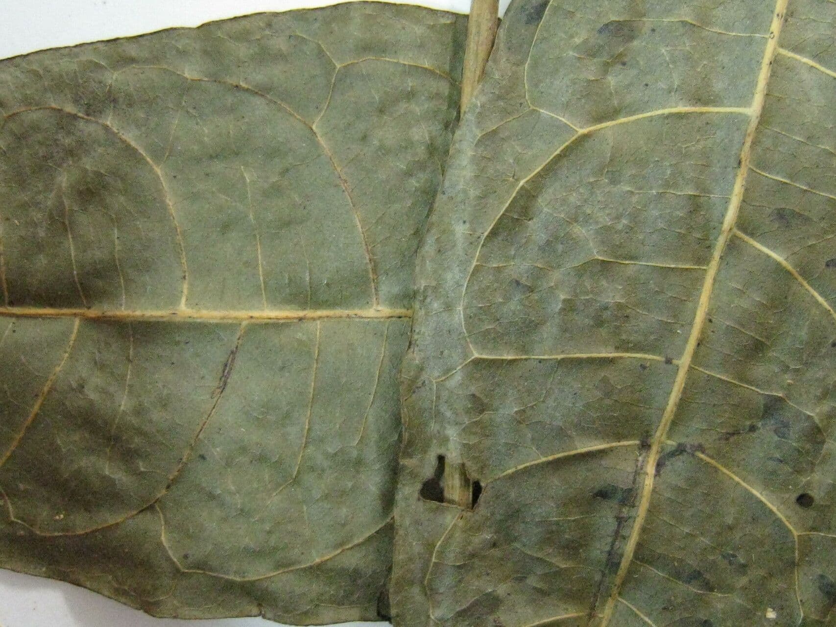 Faramea 5