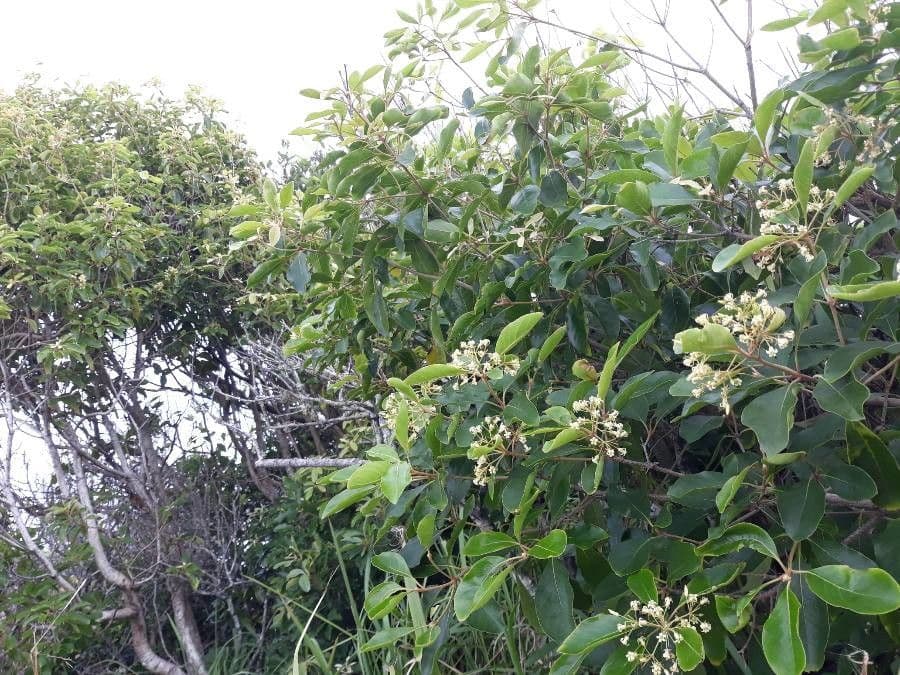 Croton 17