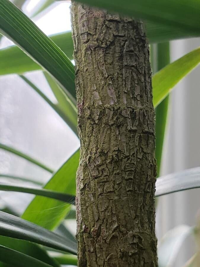 Cordyline stricta 19