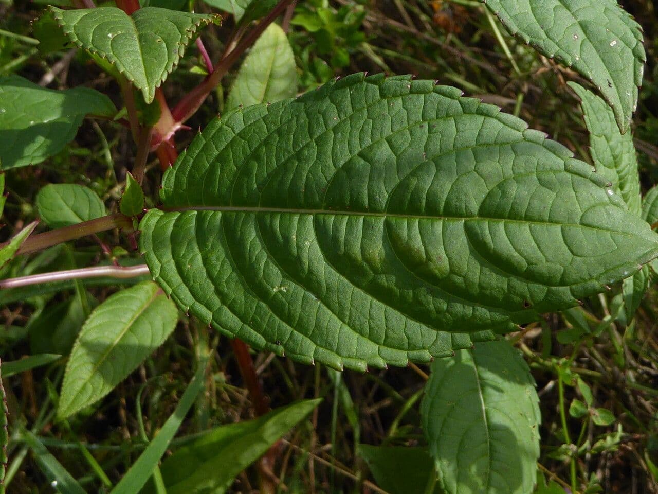 Drüsiges Springkraut 16
